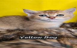 British Shorthair cats for sale: BSH GOLDEN KITTENS - Advert 32