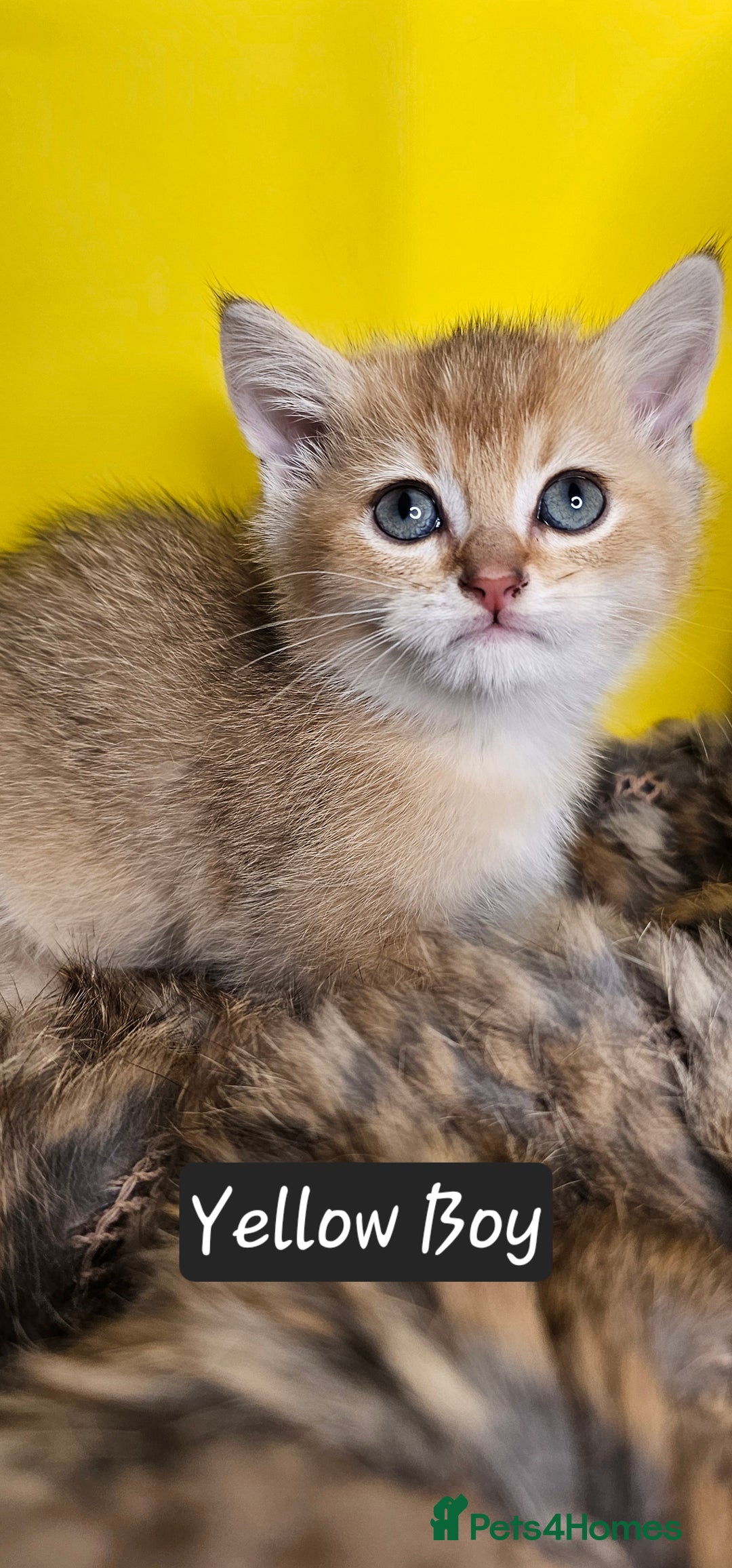 British Shorthair cats for sale: BSH GOLDEN KITTENS - Advert 32