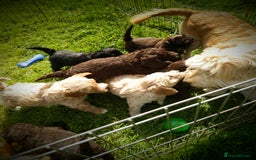 Labradoodle dogs for sale: Beautiful miniature labradoodle puppies - Image 3