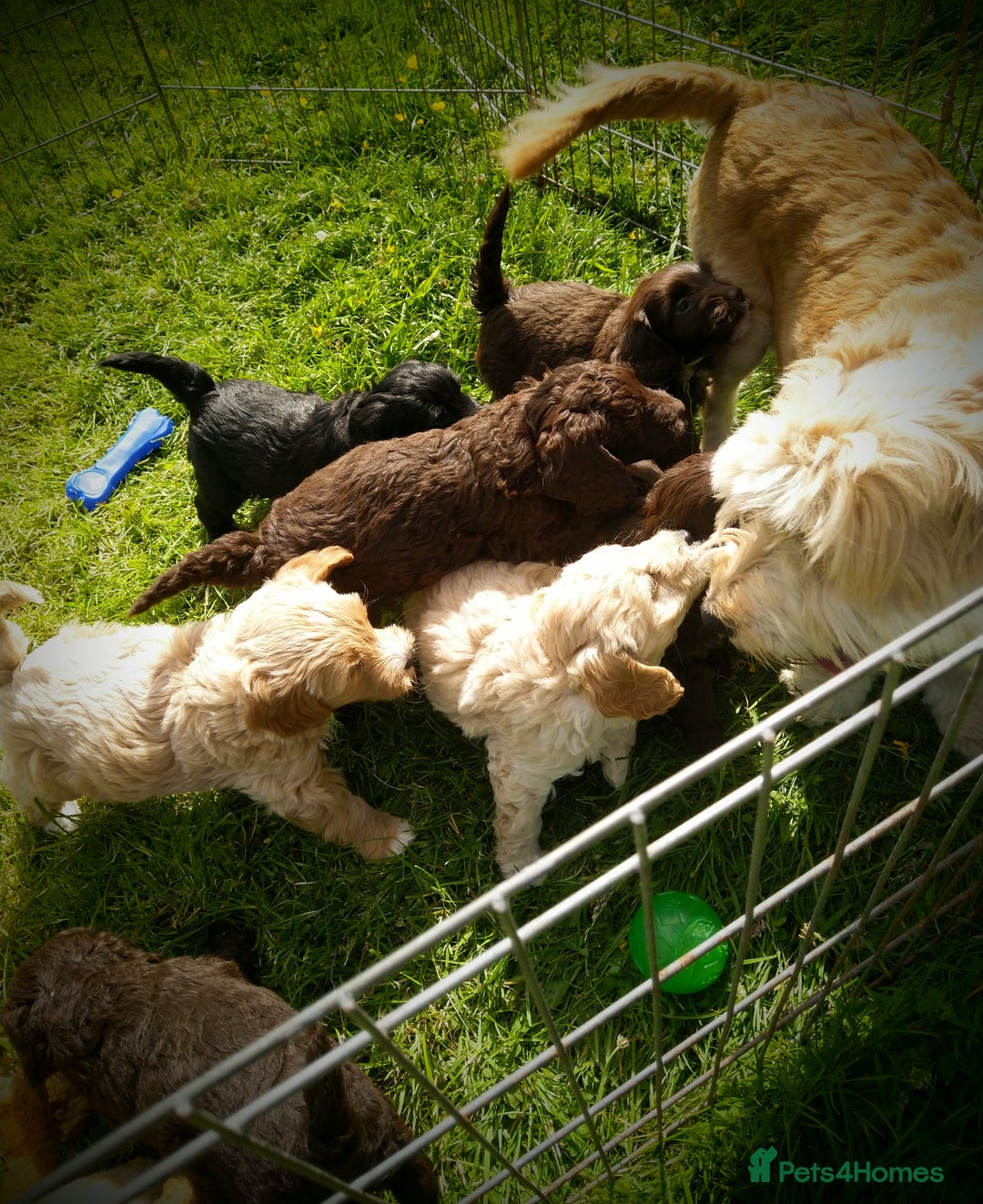 Labradoodle dogs for sale: Beautiful miniature labradoodle puppies - Image 3