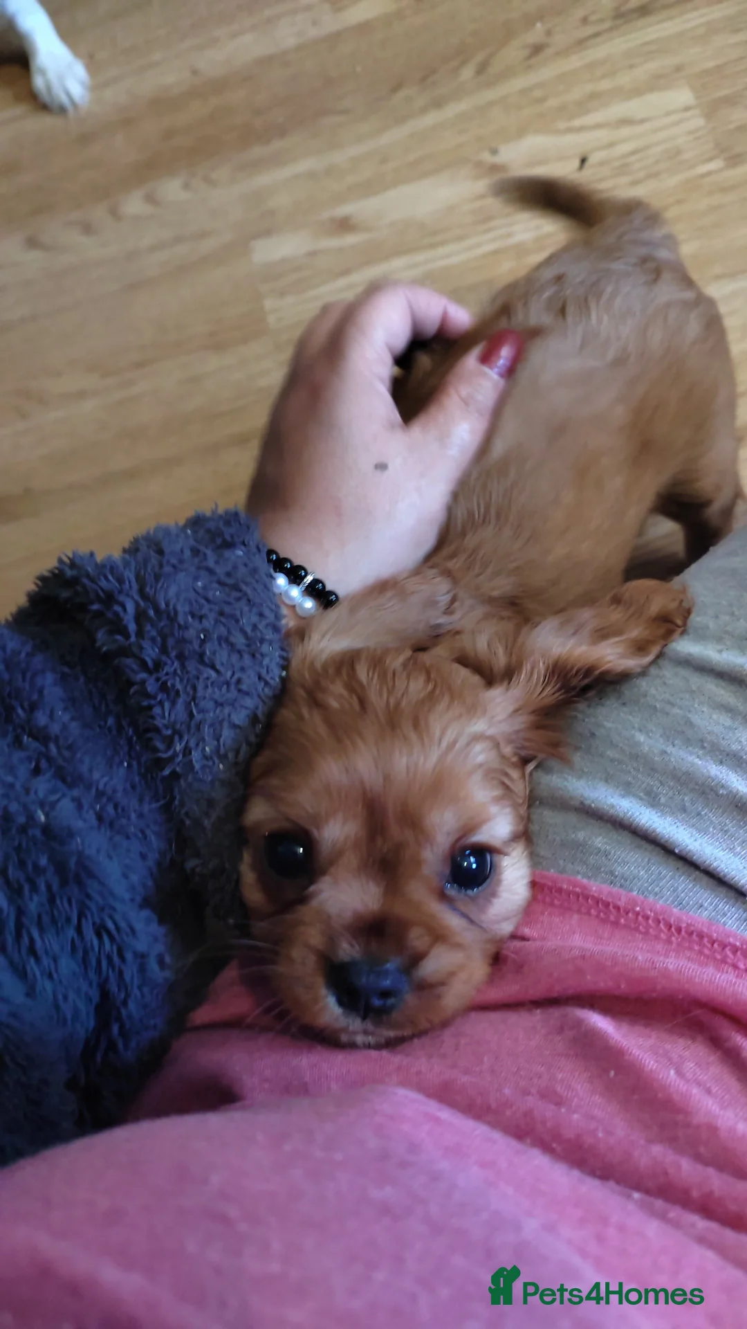 Cavalier King Charles Spaniel dogs for sale: Fully vaccinated and ready now 13 Feb  - Advert 2