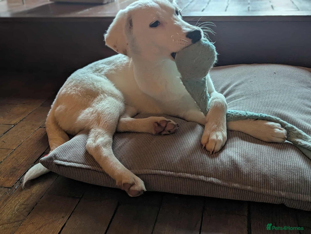 Mixed Breed dogs for adoption: Kira for adoption - Image 9