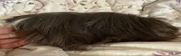 Guinea Pig rodents for sale: Peuivain guinea pig sows x 2 one boar  - Advert 8