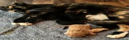 Mixed Breed cats for sale: Beautiful kittens for sale  in Stoke-on-Trent - Advert 2