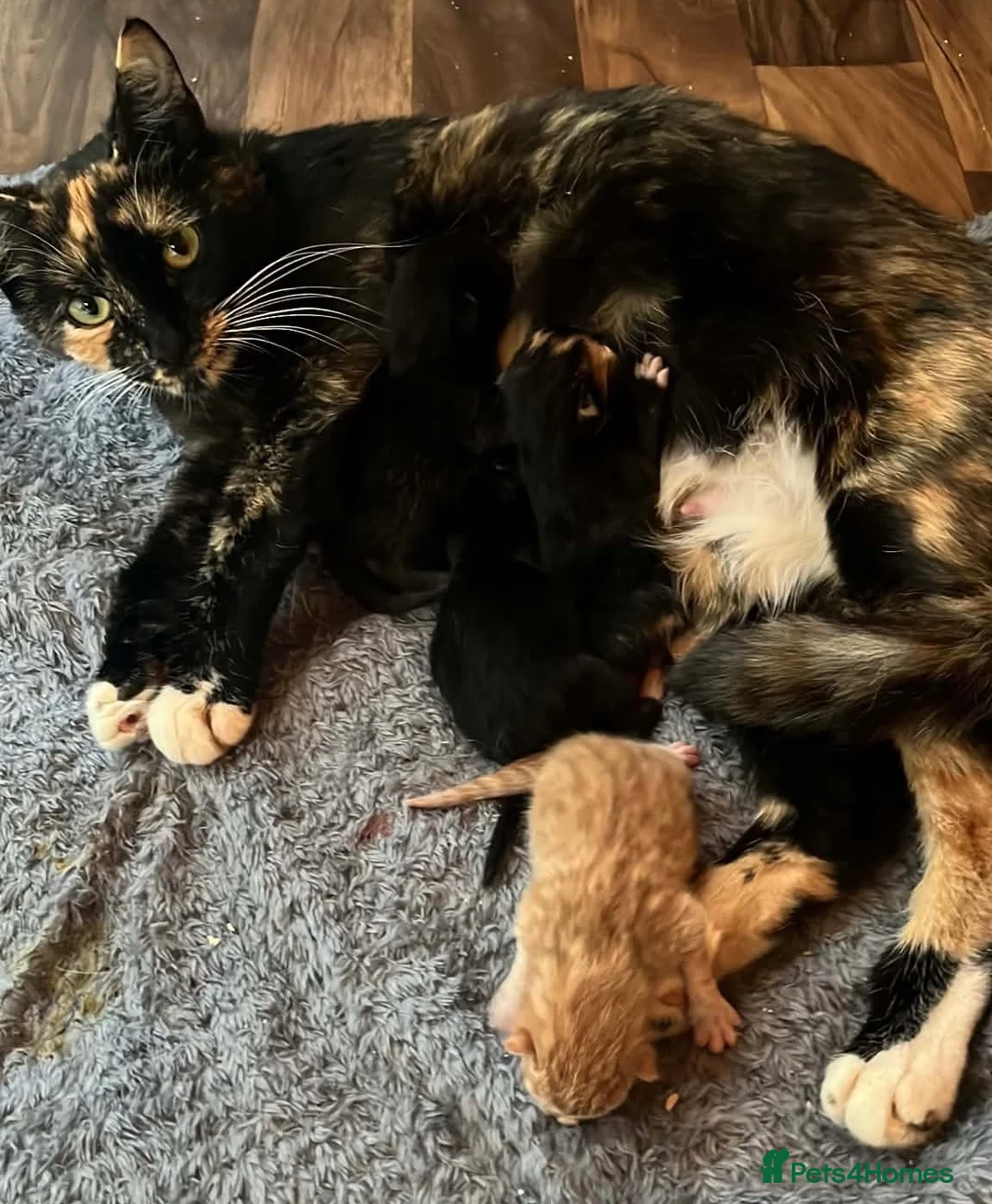Mixed Breed cats for sale: Beautiful kittens for sale  in Stoke-on-Trent - Advert 2