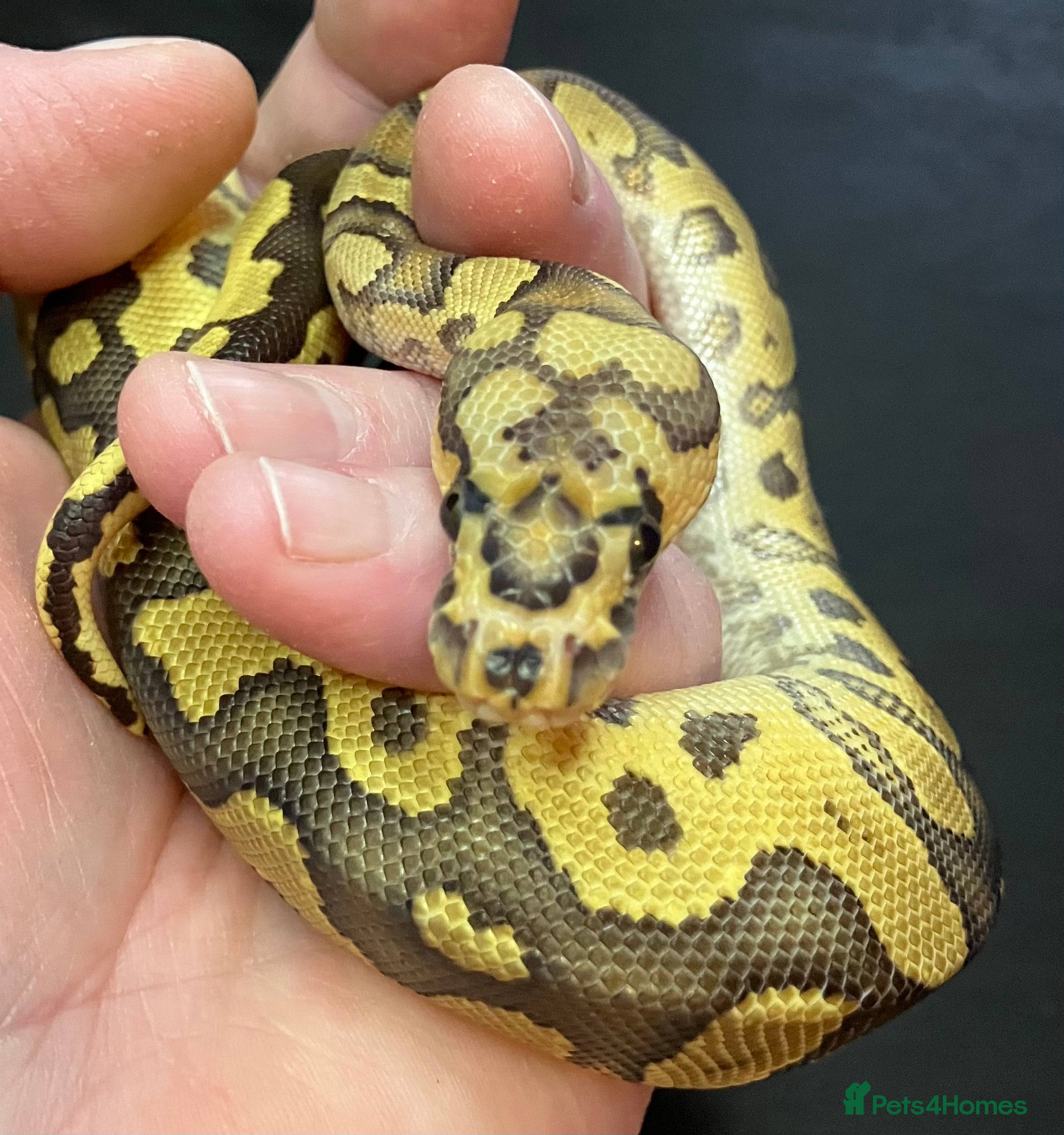 Python Snake reptiles Stunning Fire Clown het Pied male/boy  - Advert 1