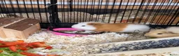 Guinea Pig rodents for sale: Swiss Guinea Pig - Ginger and White  - Advert 4