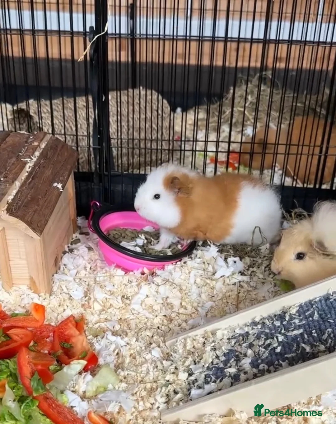 Guinea Pig rodents for sale: Swiss Guinea Pig - Ginger and White  - Advert 4