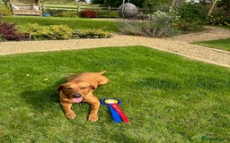 Labrador Retriever dogs for sale: Beautiful Red Fox Labrador Pups – 4 Boys & 4 Girls - Image 10