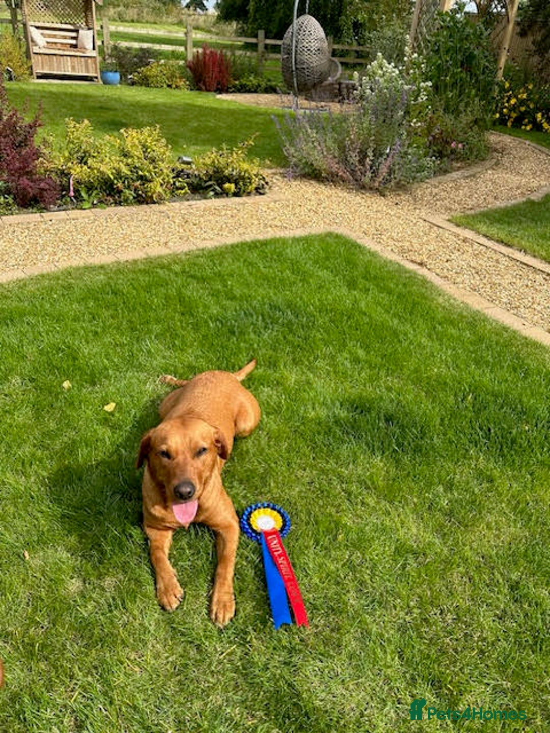 Labrador Retriever dogs for sale: Beautiful Red Fox Labrador Pups – 4 Boys & 4 Girls - Image 10