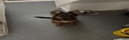 German Shepherd dogs for sale: German Shepherd puppy for sale - Advert 3