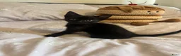 Domestic Shorthair cats for sale: Gorgeous, friendly kittens - Advert 9