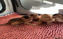Abyssinian cats for sale: Tica reg. Abyssinian kittens  - Image 12