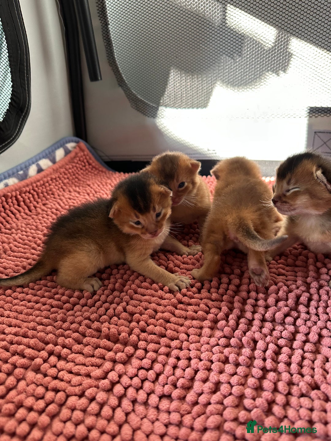 Abyssinian cats for sale: Tica reg. Abyssinian kittens  - Image 12
