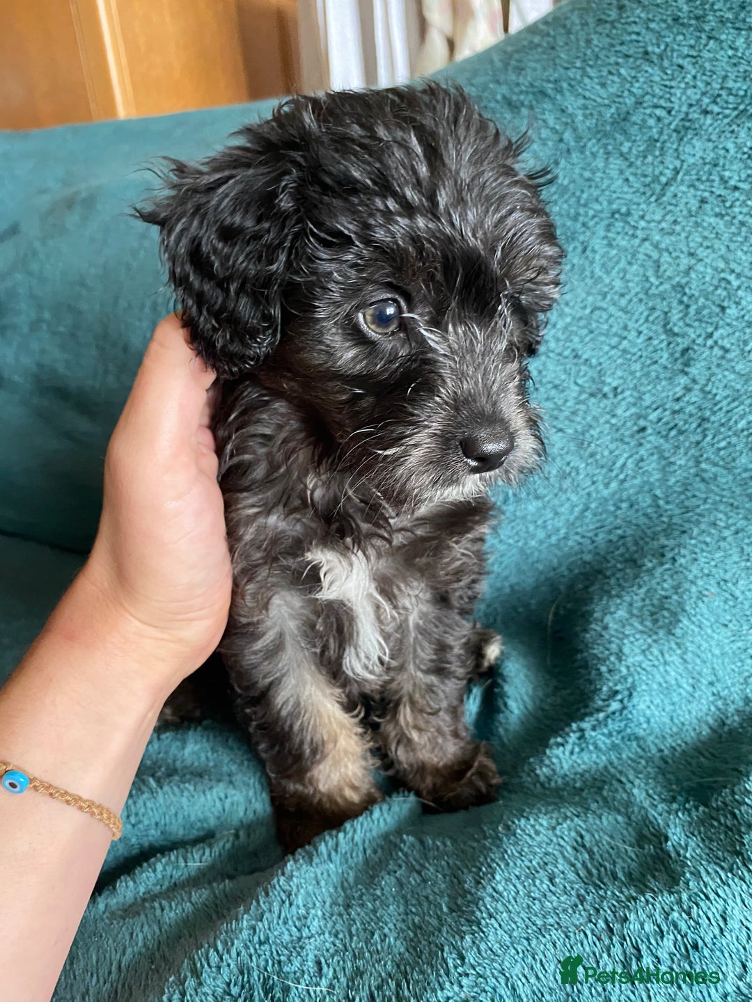 Mixed Breed dogs for sale: One little girl left  - Image 1