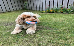 Cocker Spaniel dogs for stud: Cody  - Image 8