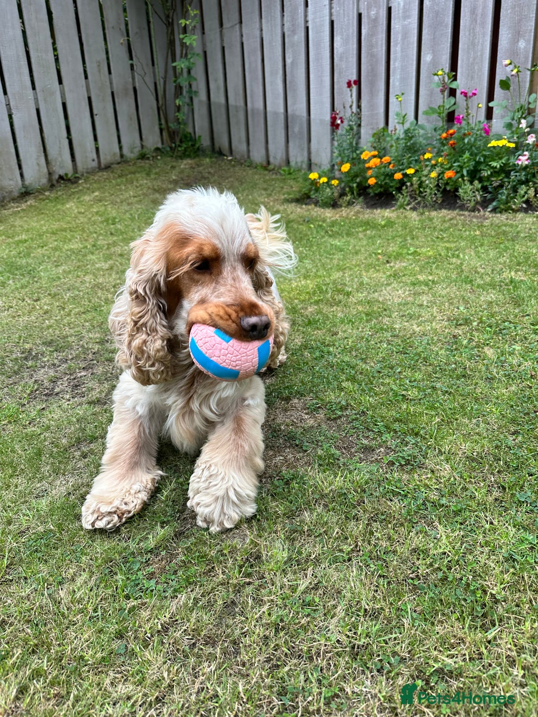 Cocker Spaniel dogs for stud: Cody  - Image 8
