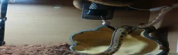 Python Snake reptiles for sale: Royal jackson python - Advert 15