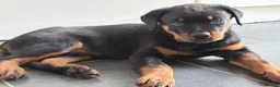 Rottweiler dogs for sale: Male Rottweiler READY TO GO  - Advert 6