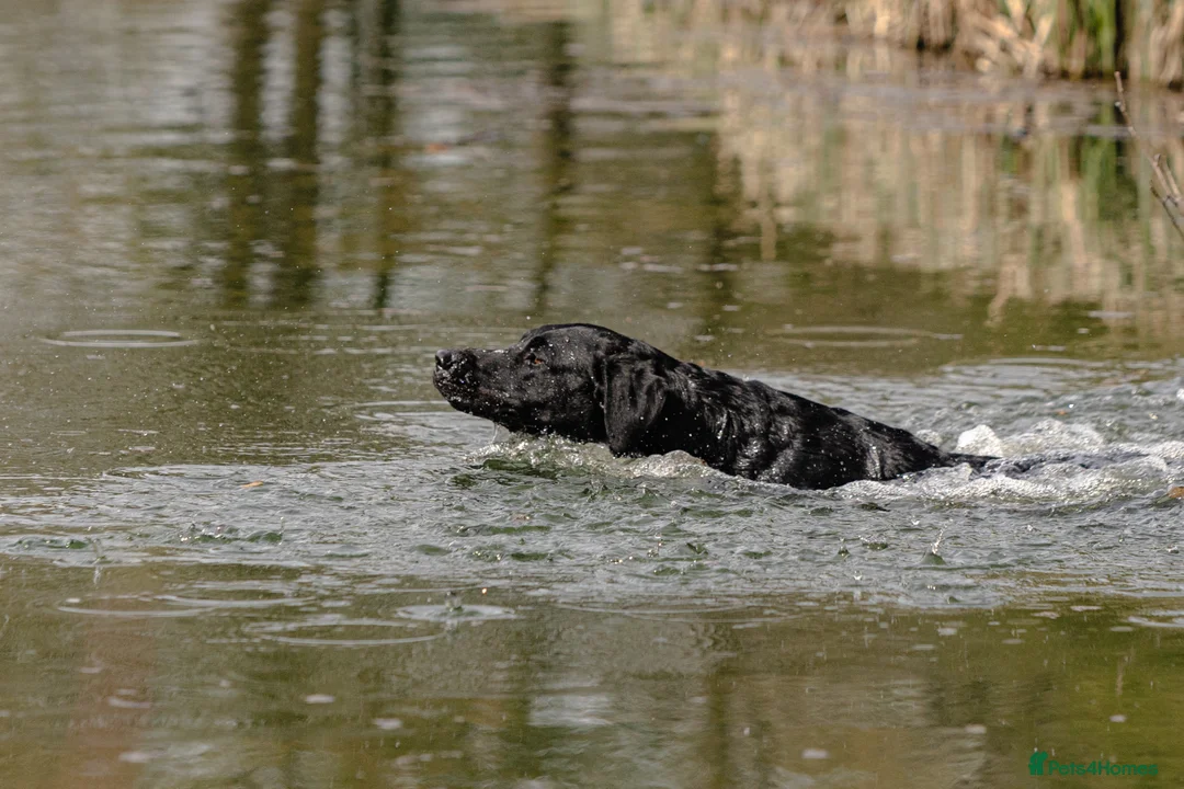 Labrador Retriever dogs for stud: FTCH sired superb lines absolute gent  in Droitwich - Advert 26