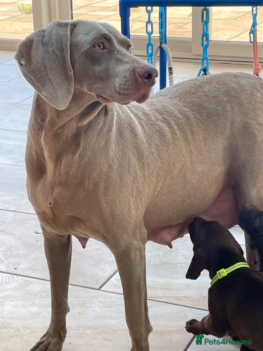 German Shorthaired Pointer dogs for sale: Boy and girls available  - Advert 2