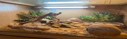 Gecko reptiles for sale: Female Gecko and full setup  - Advert 2