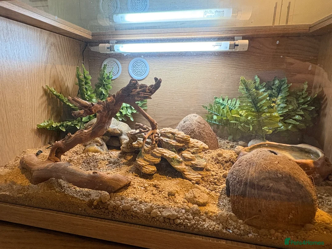 Gecko reptiles for sale: Female Gecko and full setup  - Advert 2