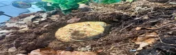 Frog reptiles for sale: Strawberry Pac-Man frog  in Cambridge - Advert 1