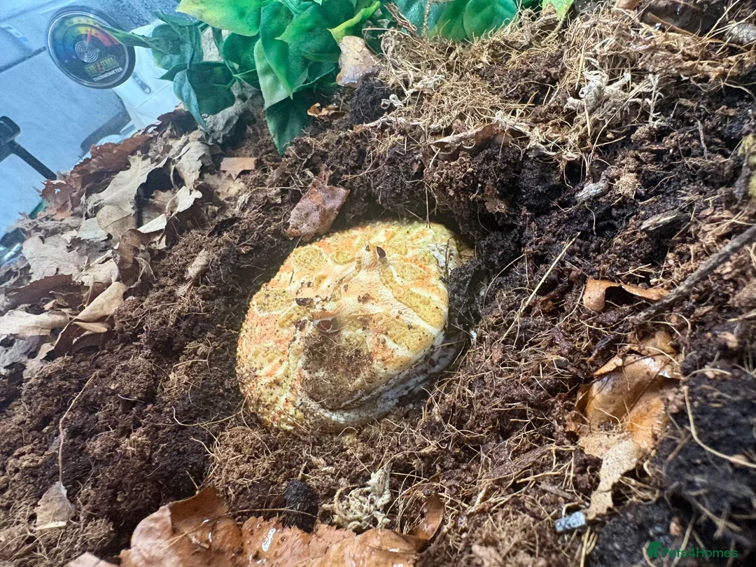 Frog reptiles for sale: Strawberry Pac-Man frog  in Cambridge - Advert 1