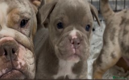 Old Tyme Bulldog dogs for sale: COUNCIL APPROVED,5⭐️RATED⭐️23 YEARS EXPERIENCE.  - Image 5