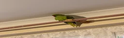 Ringnecks birds for sale: Ringneck for sale in Dunstable - Advert 2