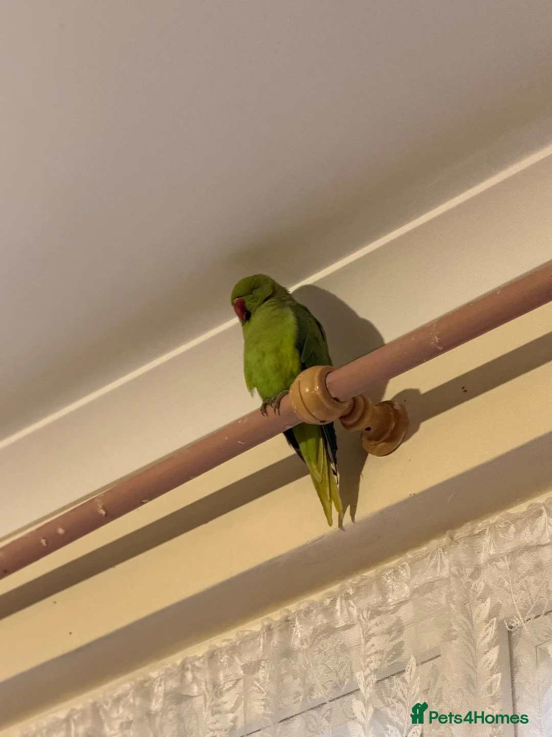 Ringnecks birds for sale: Ringneck for sale in Dunstable - Advert 2