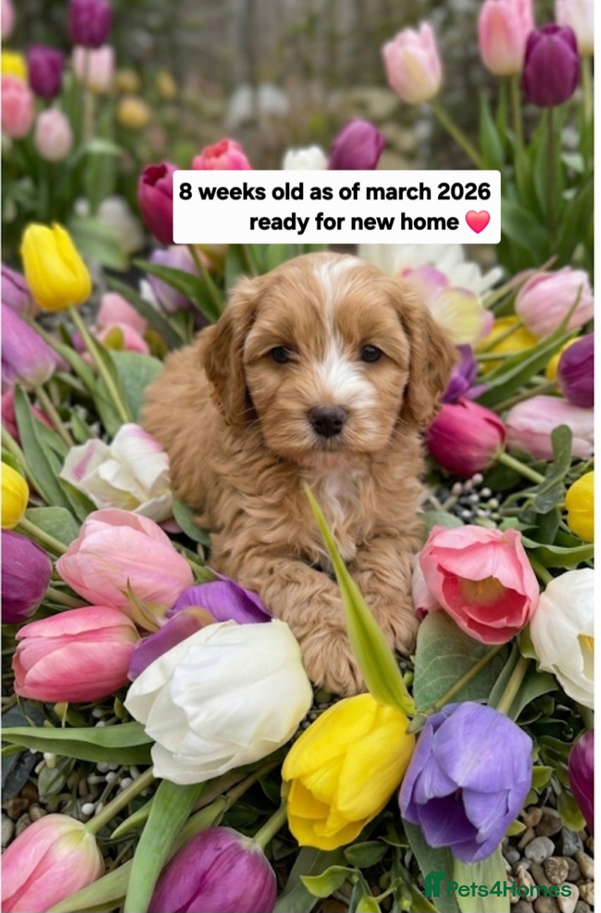 Cockapoo dogs Cockapoo puppies - Advert 3