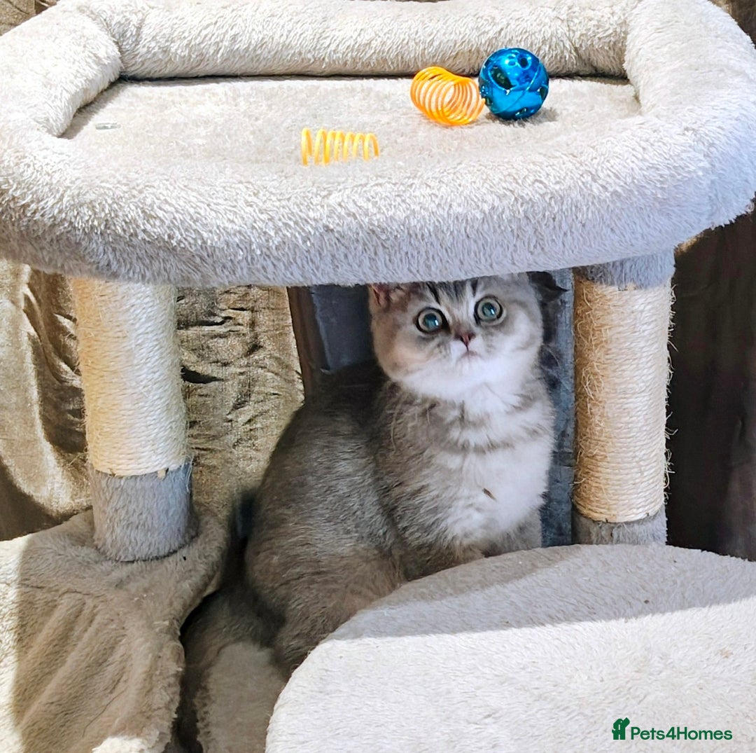 British Shorthair cats for sale: Blue golden female, TICA registered  - Advert 1