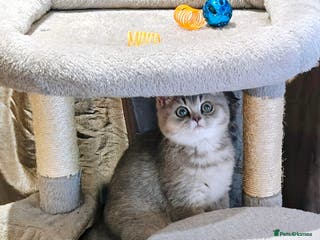 British Shorthair cats Blue golden female, TICA registered - Advert 4