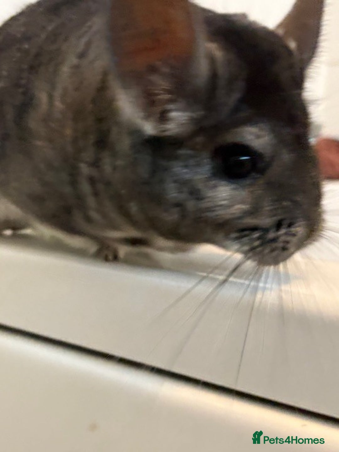 Chinchilla rodents for sale: 2 bonded male chinchillas - Image 9