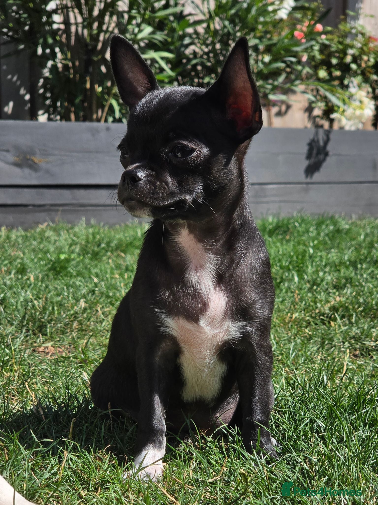 Chihuahua dogs 🐾Chihuahua Girls ready for forever loving homes - Advert 1