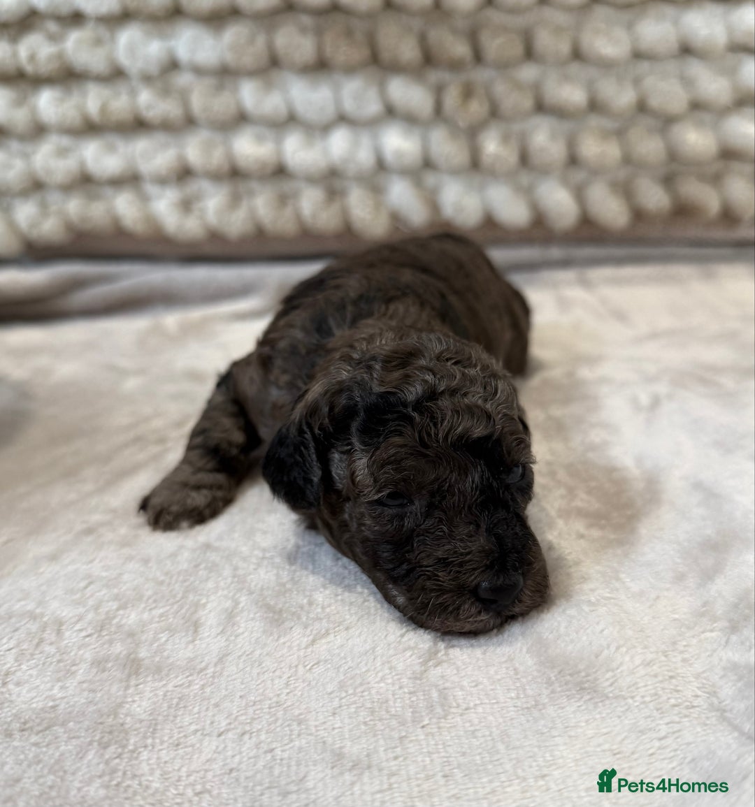 Toy Poodle dogs for sale: Adorable Toy Poodle Puppies READY TO GO! - Advert 25