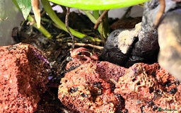 Frog reptiles for sale: Santa Isabel Dart Froglets For Sale - Image 2