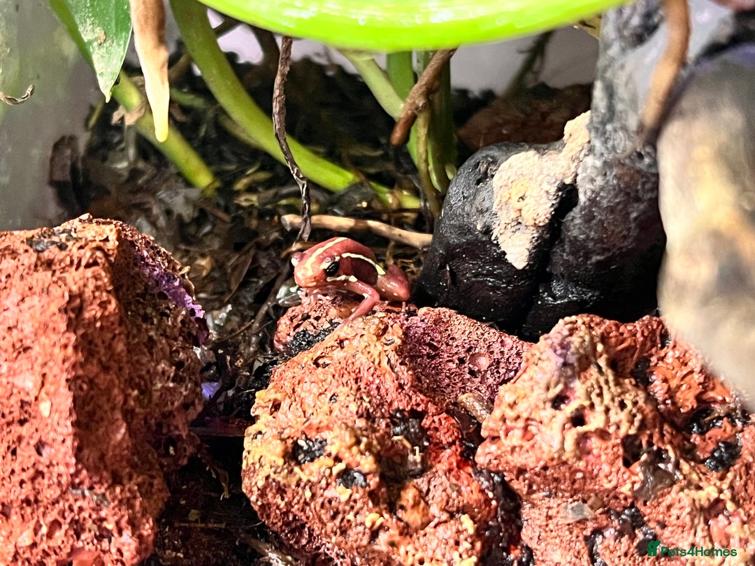 Frog reptiles for sale: Santa Isabel Dart Froglets For Sale - Image 2