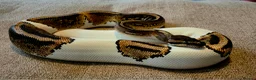 Python Snake reptiles for sale: 3 Royal Pythons for rehoming  - Advert 3