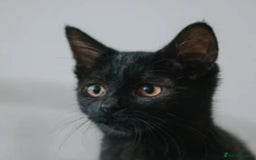 British Shorthair cats for sale: Ms Georgina Chunnoo  - Image 1