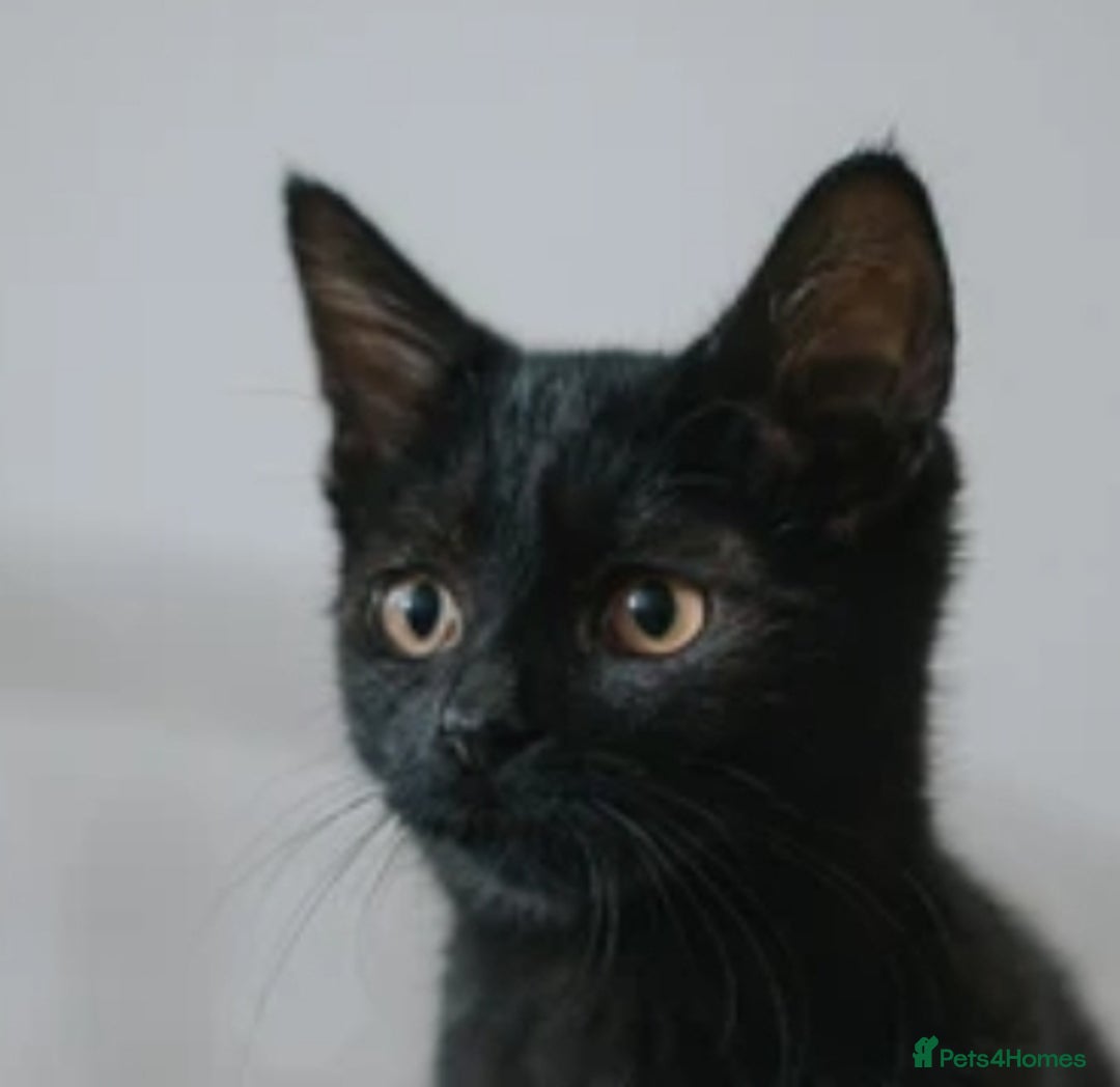British Shorthair cats for sale: Ms Georgina Chunnoo  - Image 1