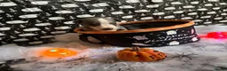 Whippet dogs for sale: Pedigree whippet puppies  in Crook - Advert 12