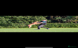 Mixed Breed dogs for sale: Czech shepherd x Belgium malinois - Image 11