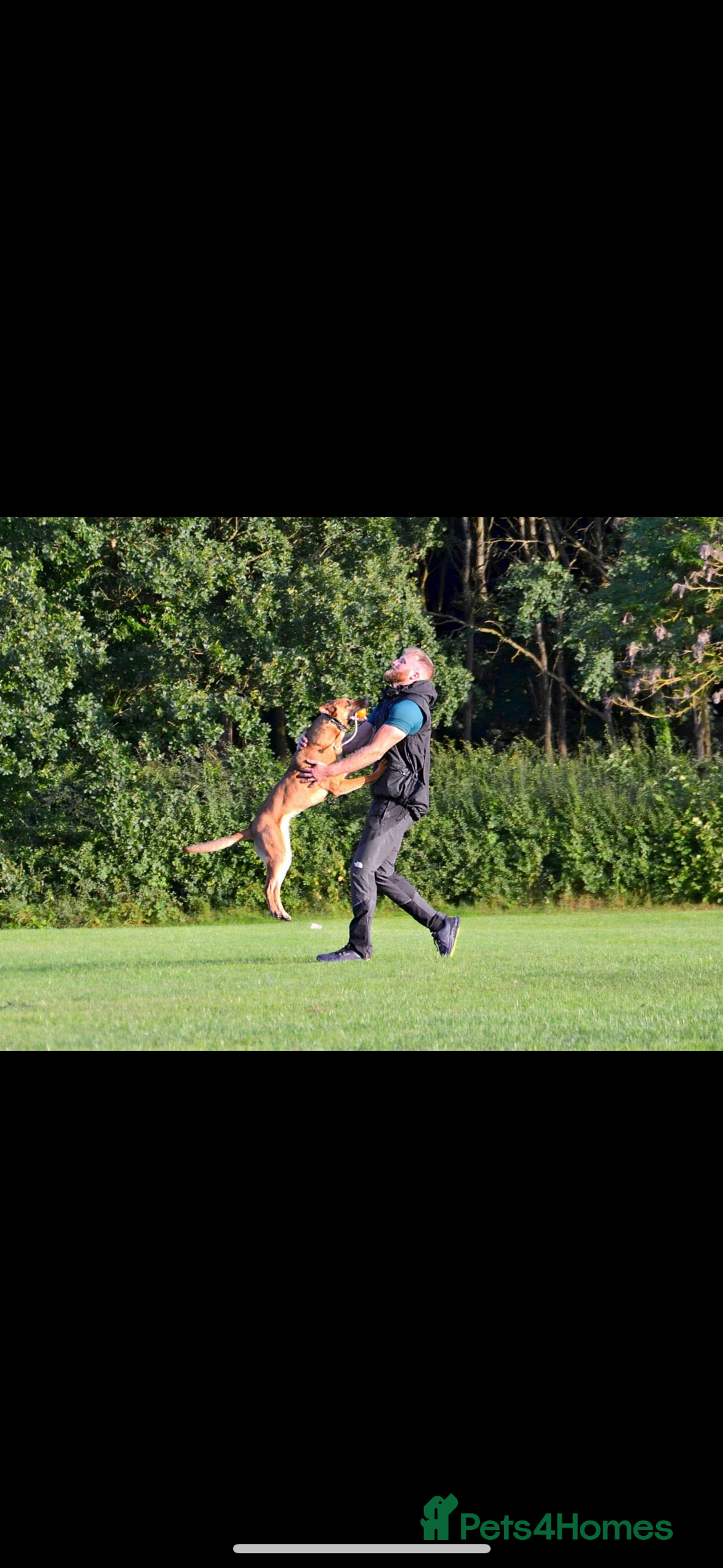 Mixed Breed dogs for sale: Czech shepherd x Belgium malinois - Image 11