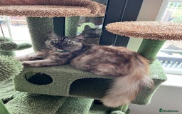 Maine Coon cats for sale: 3/4 Maine coon kittens - Image 5