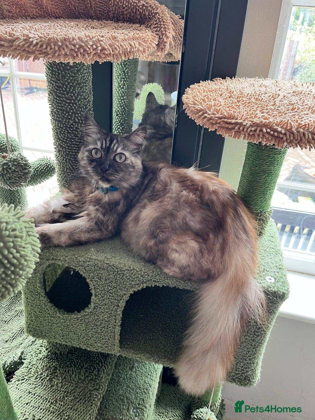 Maine Coon cats for sale: 3/4 Maine coon kittens - Image 5