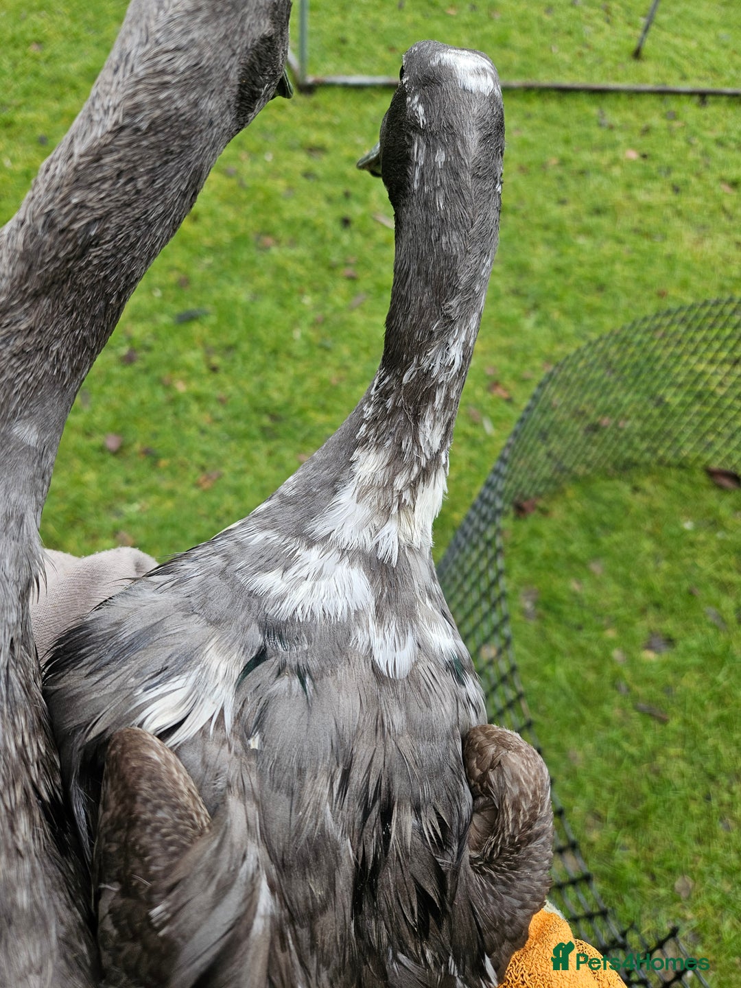 Ducks poultry for sale: Female Indian runner ducks - Advert 3