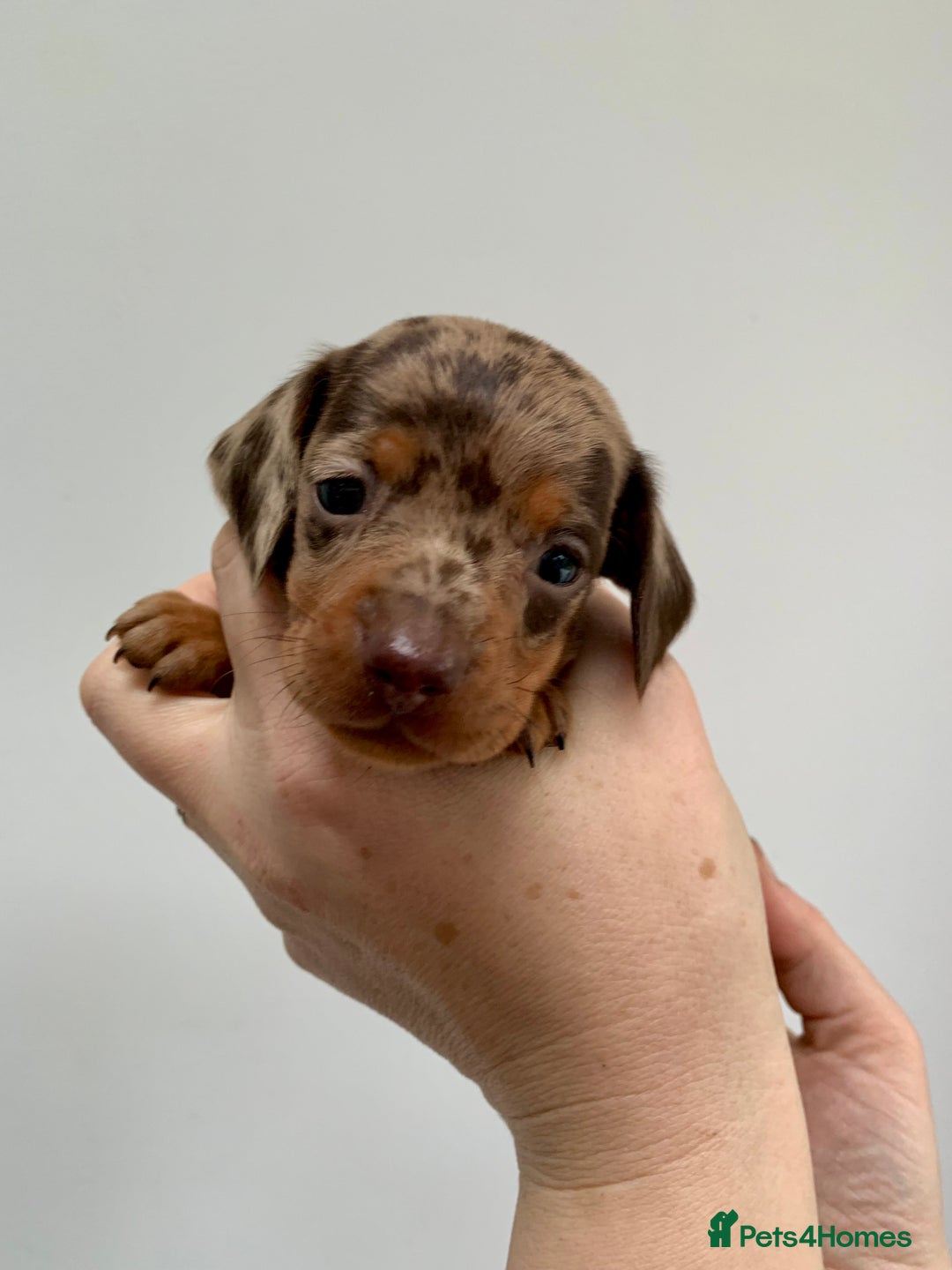 Miniature Dachshund dogs for stud: Miniature dachshund stud in Welling - Advert 7